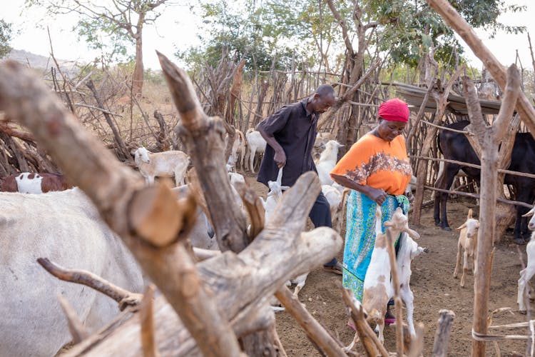 A Couple Engaged With Livestock Farming