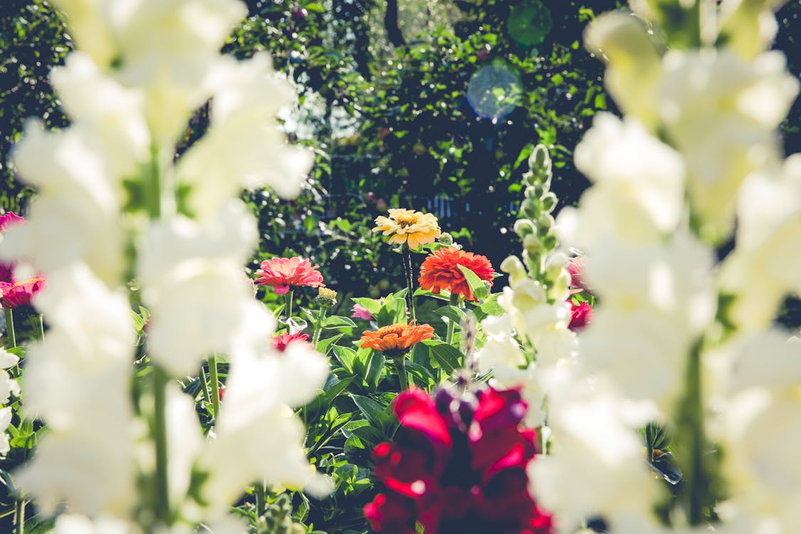 Rote Und Weiße Blumen Mit Grünen Blättern