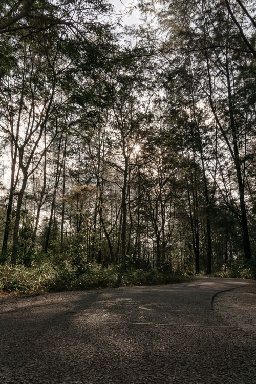 Free A tranquil forest pathway with sunlight filtering through tall pine trees, offering a peaceful nature scene. Stock Photo