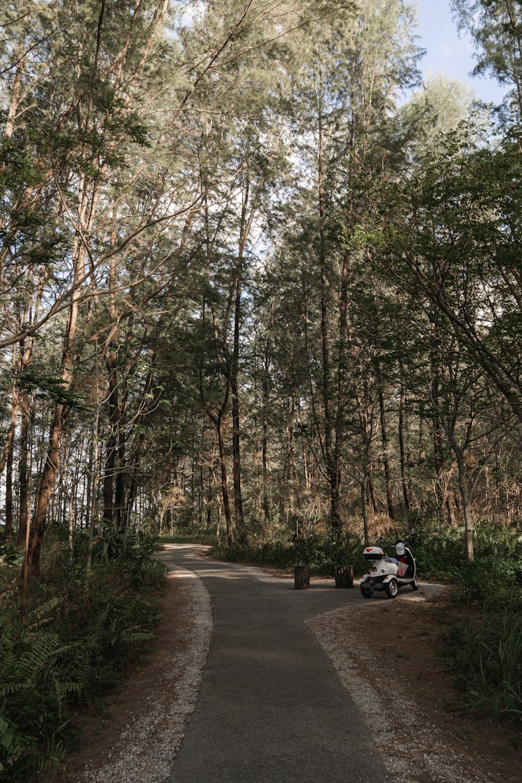 Motorbike Parked On Walkway Surrounded With Pine Trees