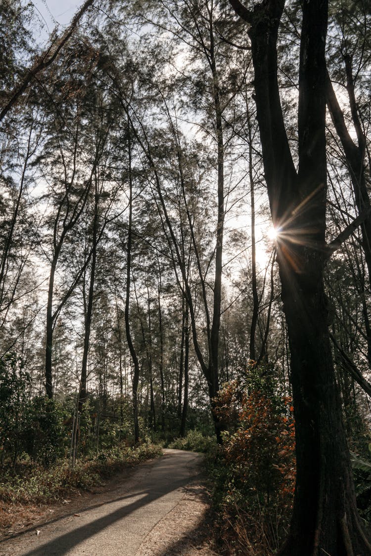 Sunlight Through Pine Trees On Paved Walkway