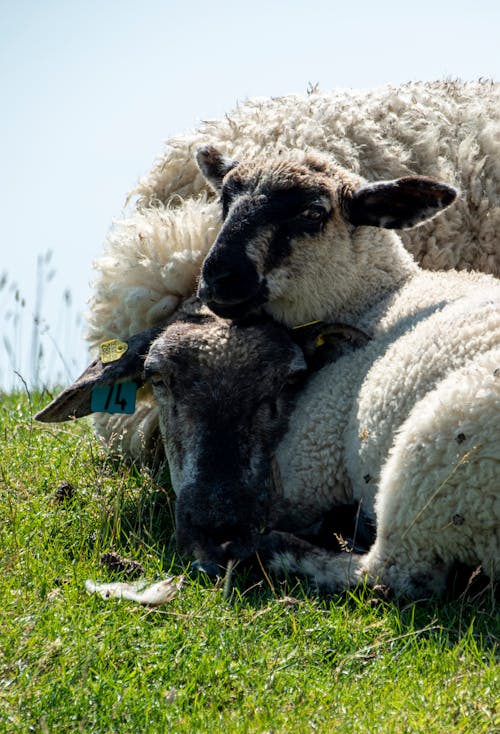 Close Up Photo of Sheep