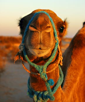 Close-up of a dromedary camel with blue rope in a desert setting during sunset.