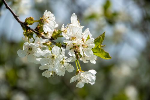 Free Close-up of white cherry blossoms in full bloom during springtime, creating a serene and natural scene. Stock Photo
