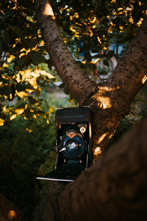 Vintage Camera on a Tree Branch