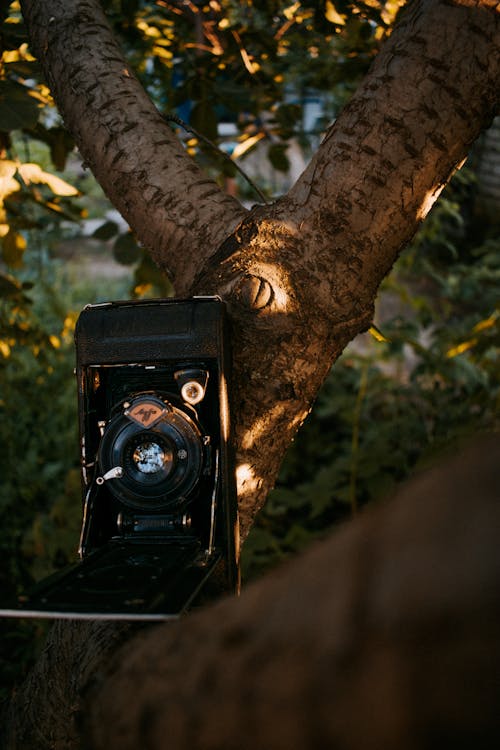 ağaç dalı, agfa, analog kamera içeren Ücretsiz stok fotoğraf