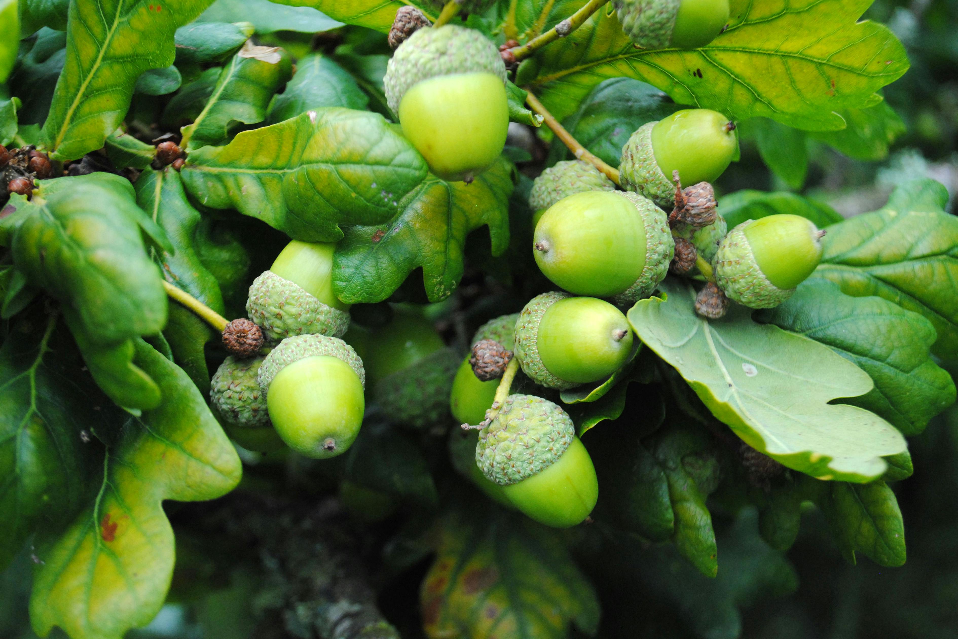 Free stock photo of color, fleur, flora