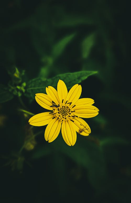 Darmowe zdjęcie z galerii z kwiat, natura, pionowy strzał