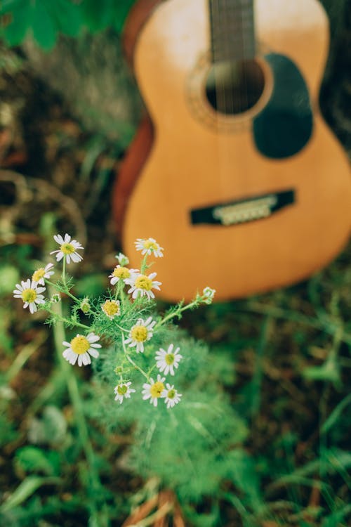 Darmowe zdjęcie z galerii z gitara, instrument, kwiaty