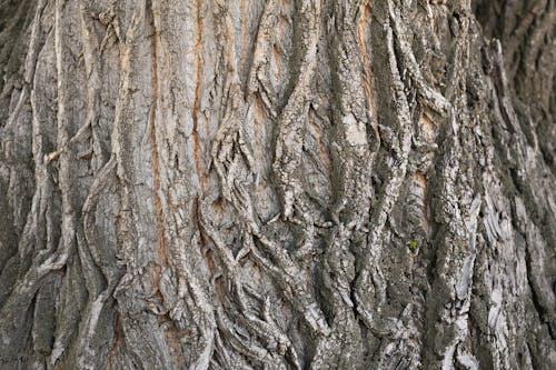 Free Brown Tree Trunk in Close Up Photography Stock Photo