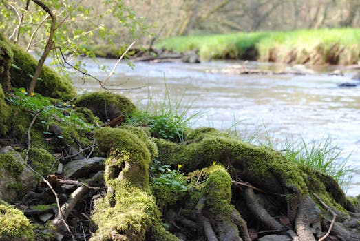 Free stock photo of blooming flowers, blossoms, color