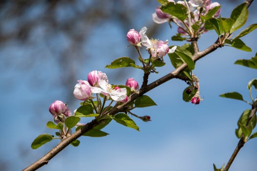 Free stock photo of bloom, blue sky, branch