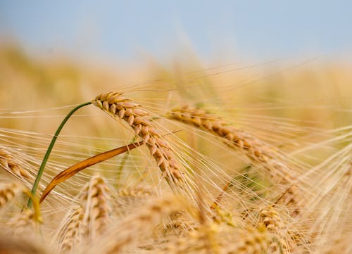 Foto stok gratis agrikultura, barley, bidang