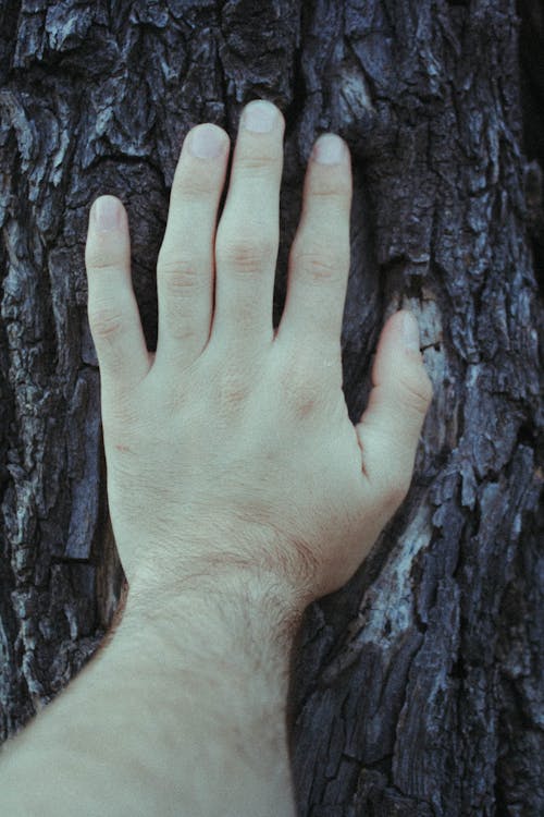 Gratis Foto stok gratis batang pohon, berbulu, jari Foto Stok