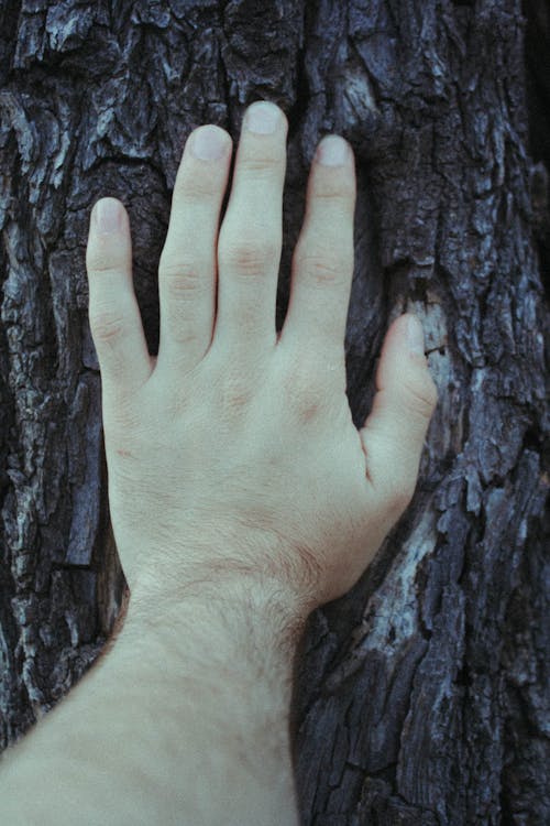 Persons Left Hand on Brown Tree Trunk