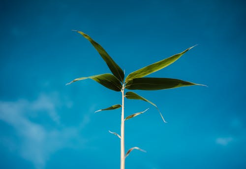 Free stock photo of blue sky, clear sky, plant