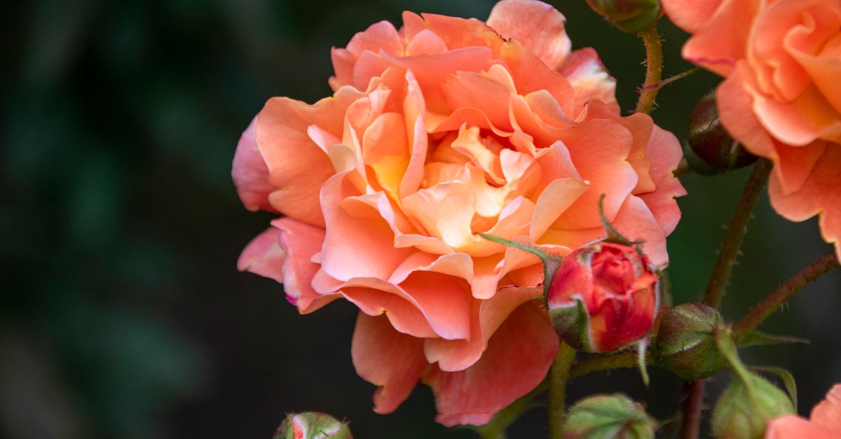Gen Roses Close-Up Shot of Blooming Garden Roses · Free Stock Photo
