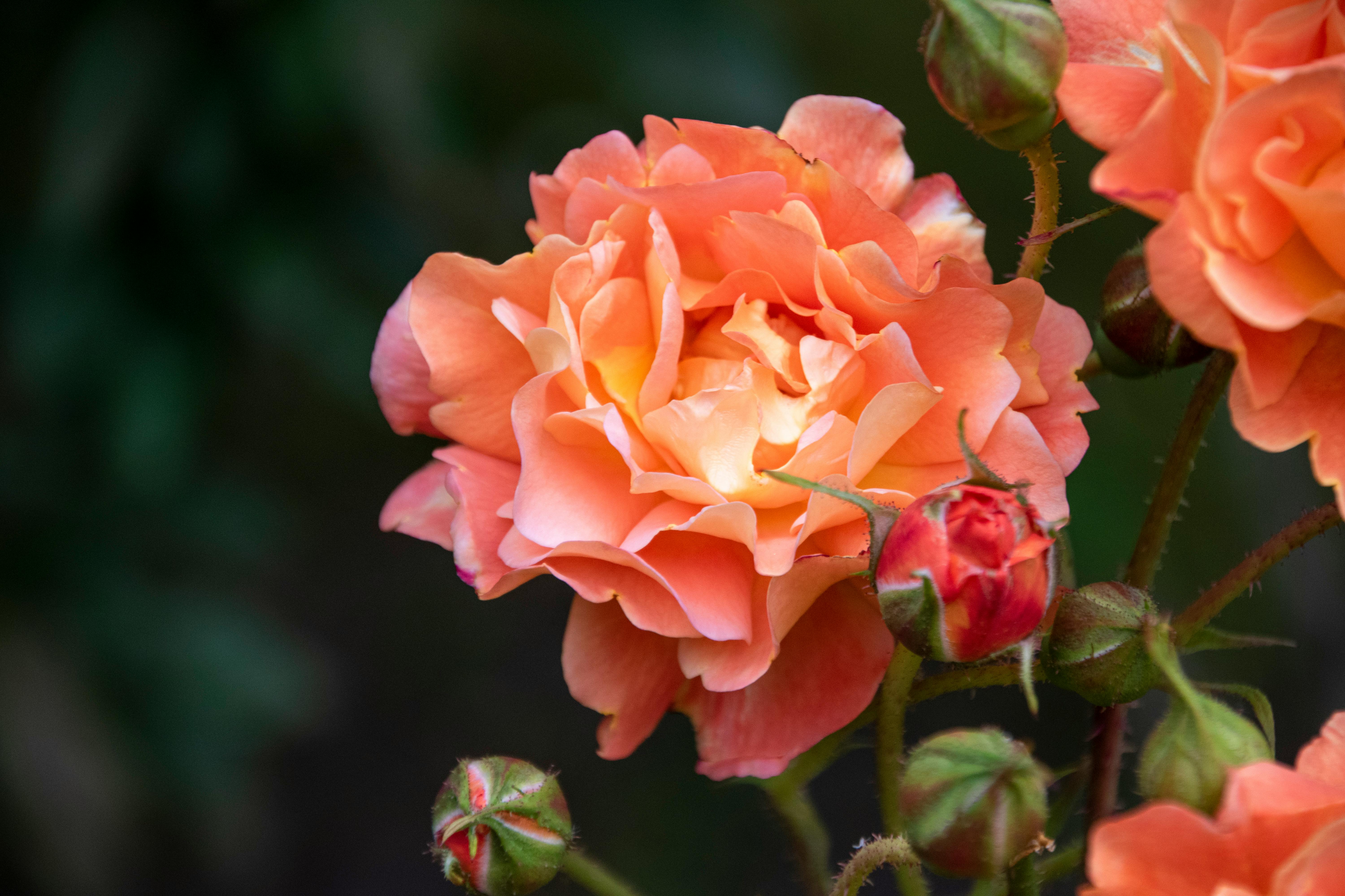 peach flower background