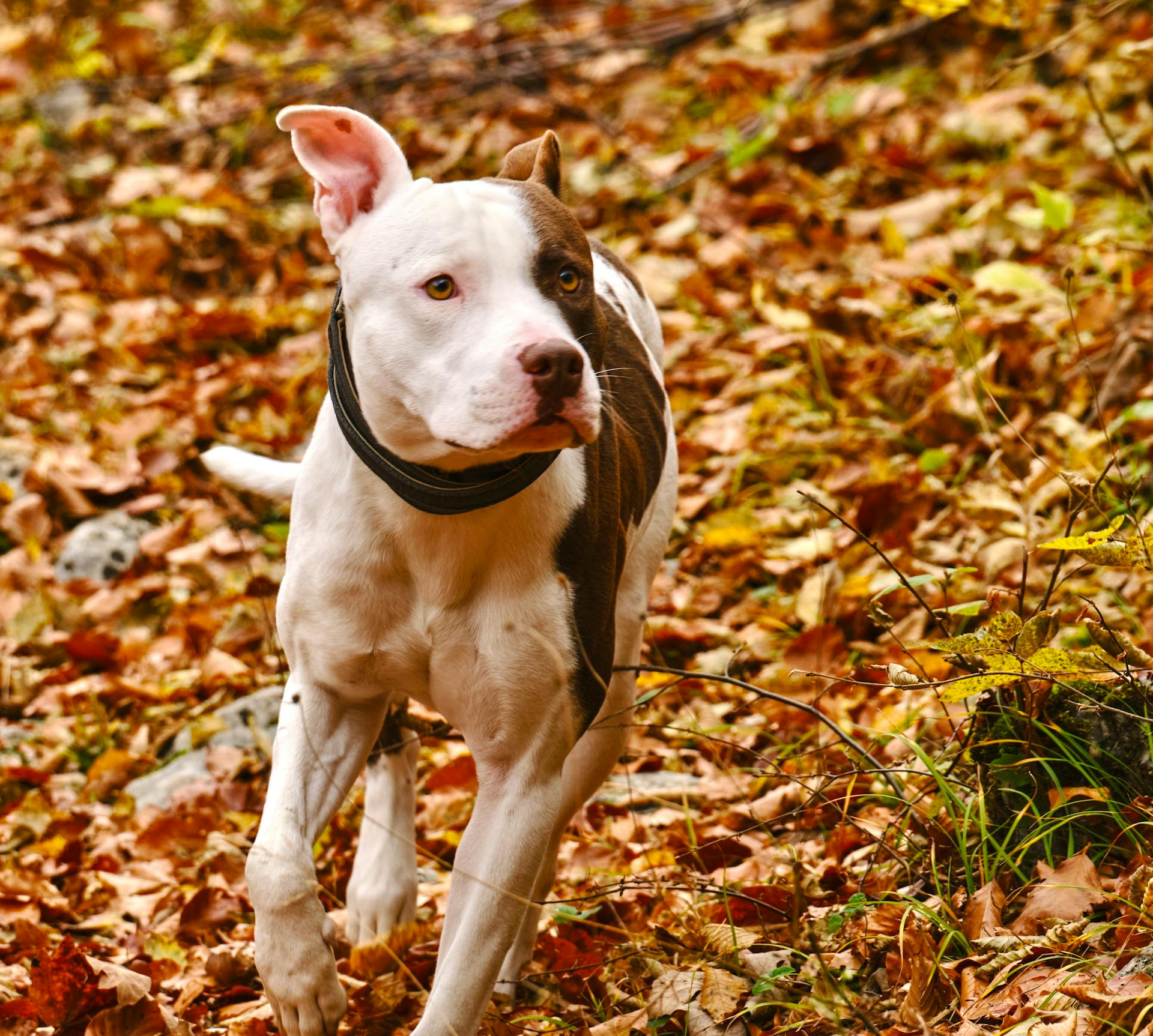 Une photo de près d'un pit-bull