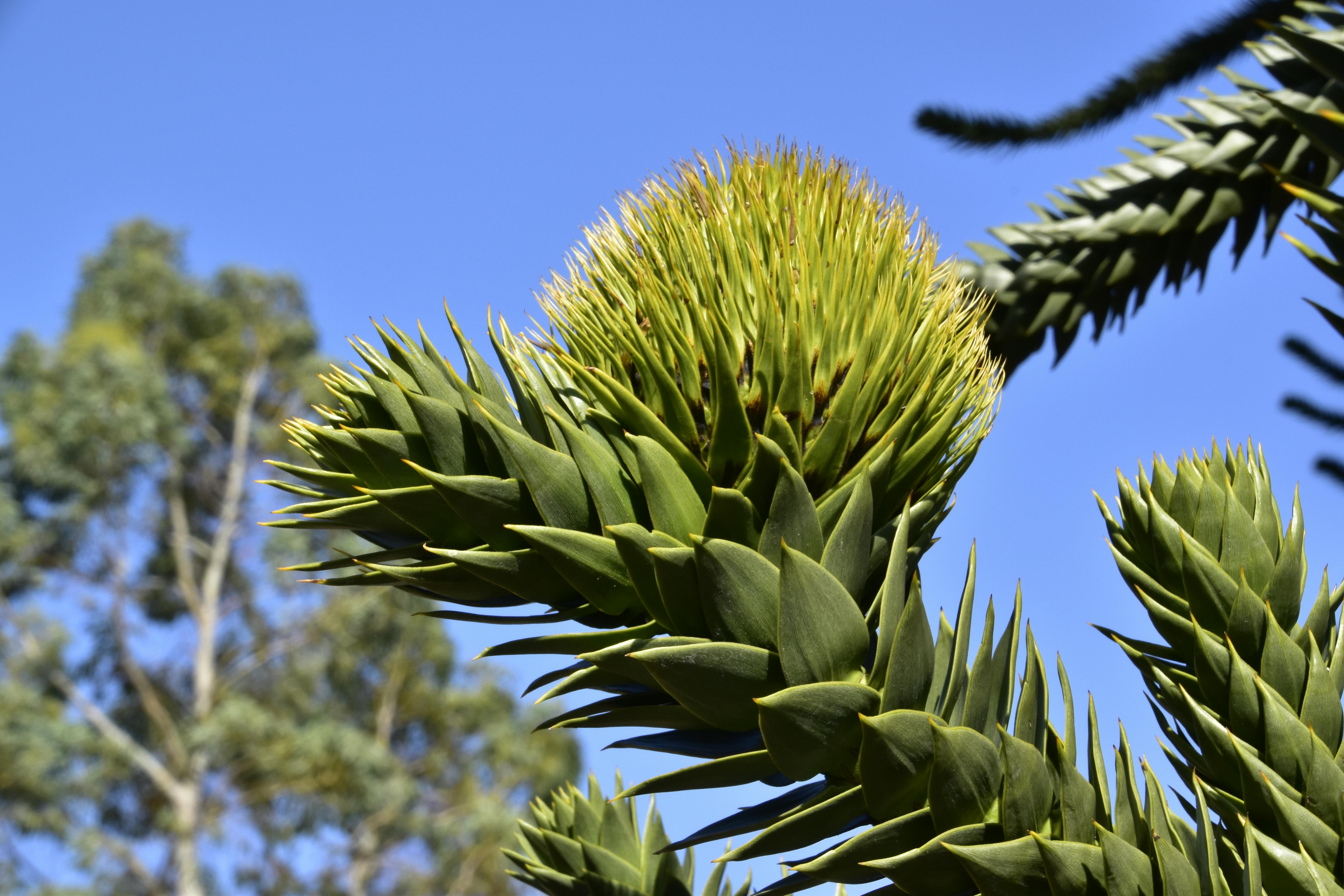 Free stock photo of color, exotic, fleur