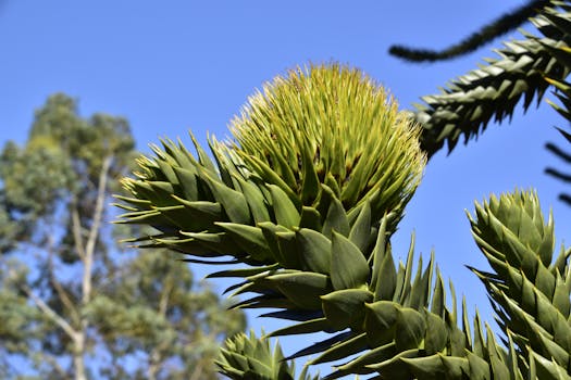 Free stock photo of color, exotic, fleur