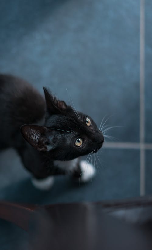 Selective Focus Photography Of Tuxedo Cat 