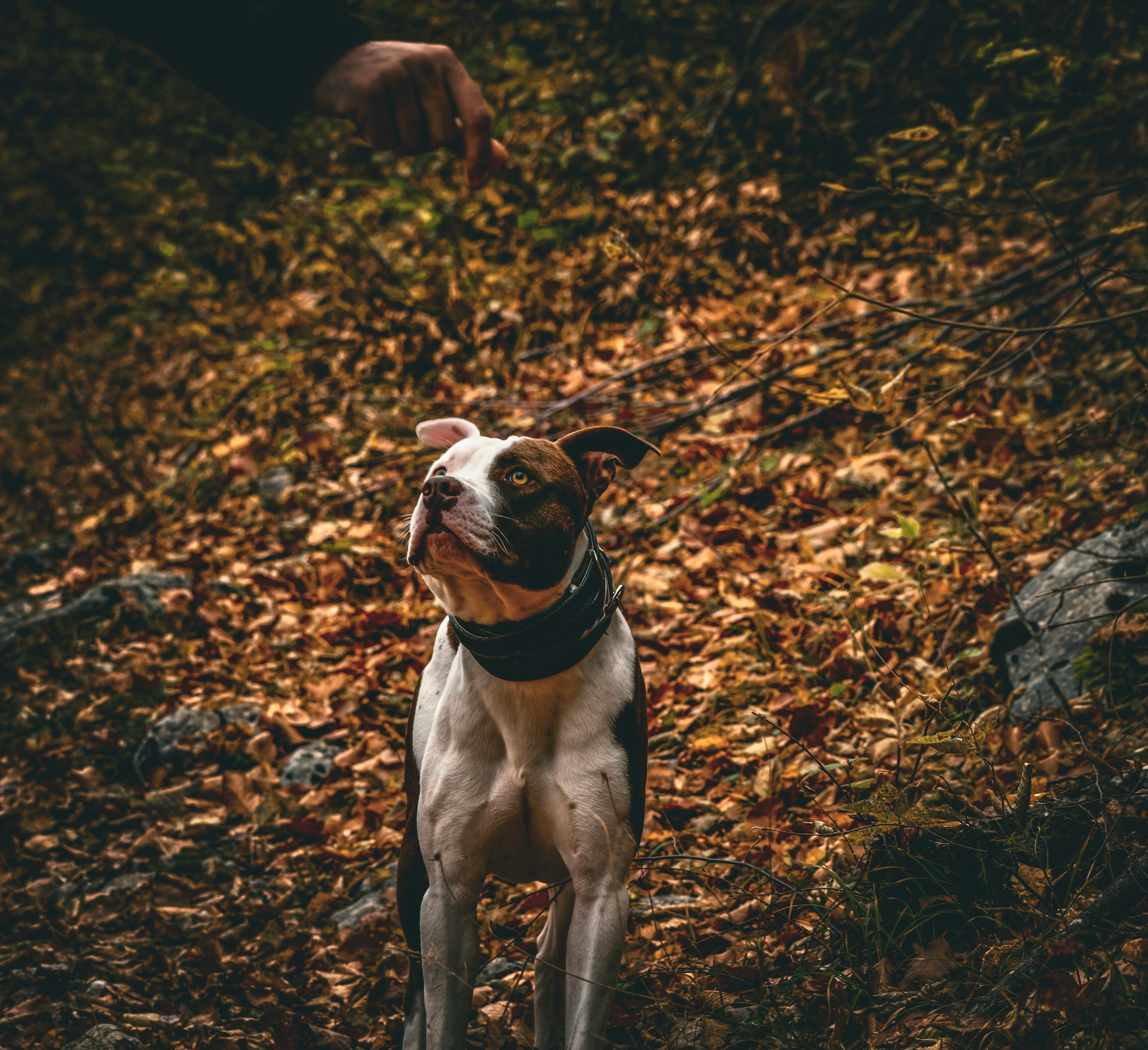 Dog trainer practicing upland flush training with dog