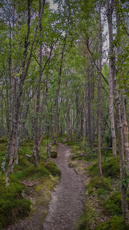 derin orman, Kara Orman, karanlık orman arka plan içeren Ücretsiz stok fotoğraf