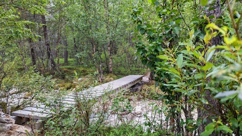 ahşap köprü, derin orman, Kara Orman içeren Ücretsiz stok fotoğraf