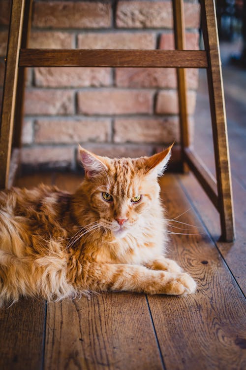 Free Adult Maine Coon On Floor Stock Photo