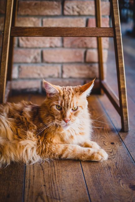 A ginger Maine Coon cat relaxing on wooden floor indoors, showcasing its fluffy fur and calm demeanor.