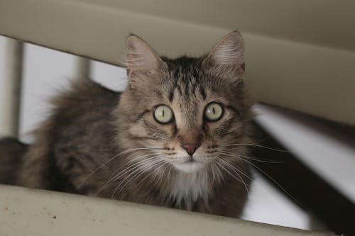 Close-Up Shot of a Tabby Cat 