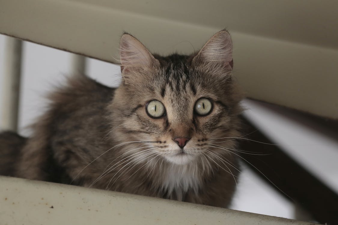 Close-Up Shot of a Tabby Cat 