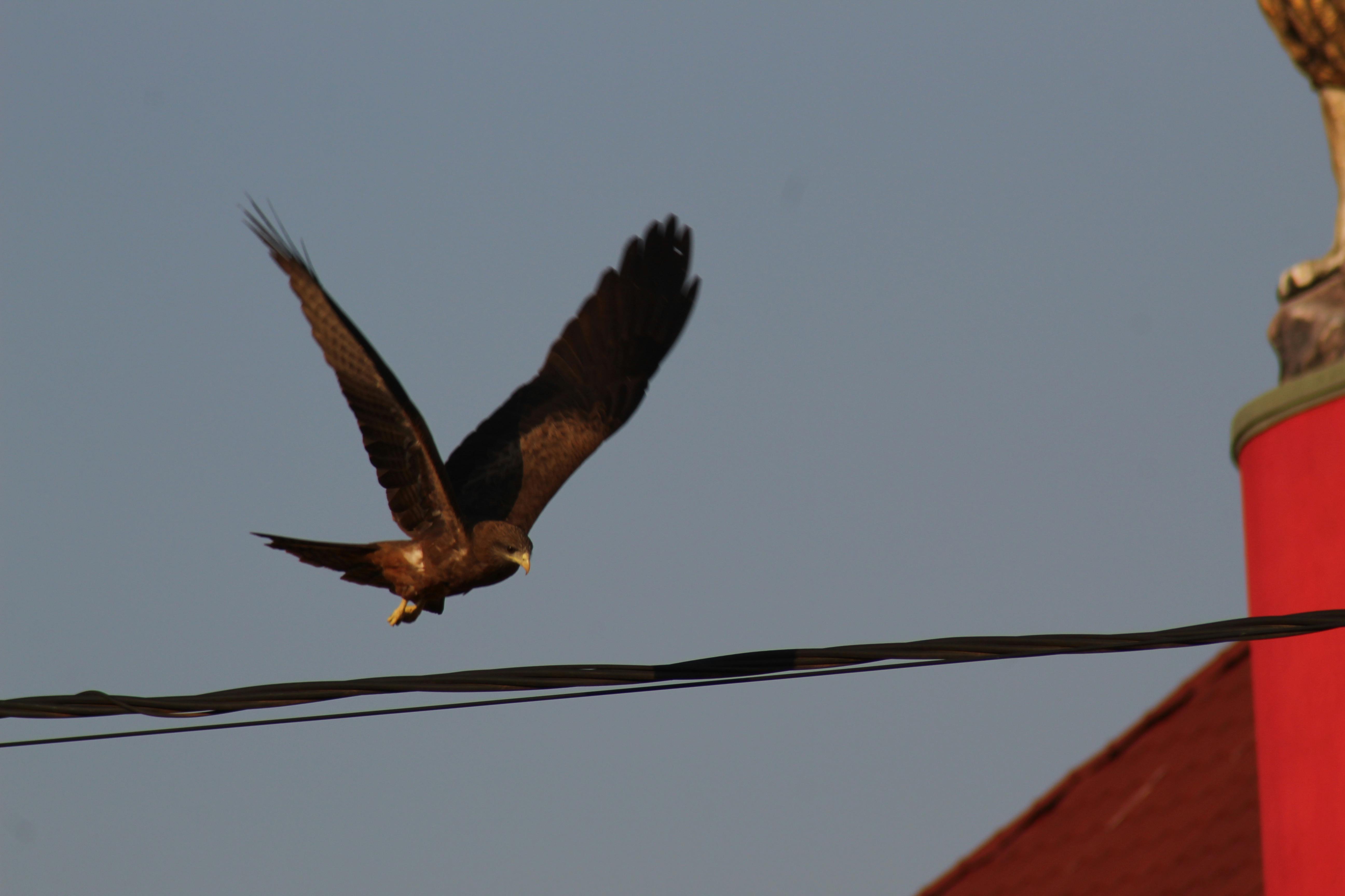 Foto Stok Gratis Tentang Burung Elang Elang Elang Terbang