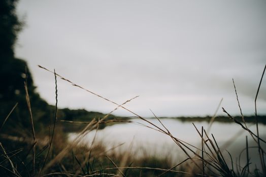 Dried grass in focus with a calm lakeside view in the background, muted tones.