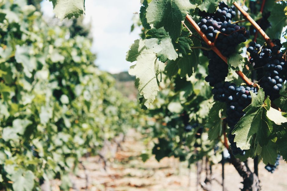 Close-up view of a vibrant vineyard with ripe grapes on vines during daylight.