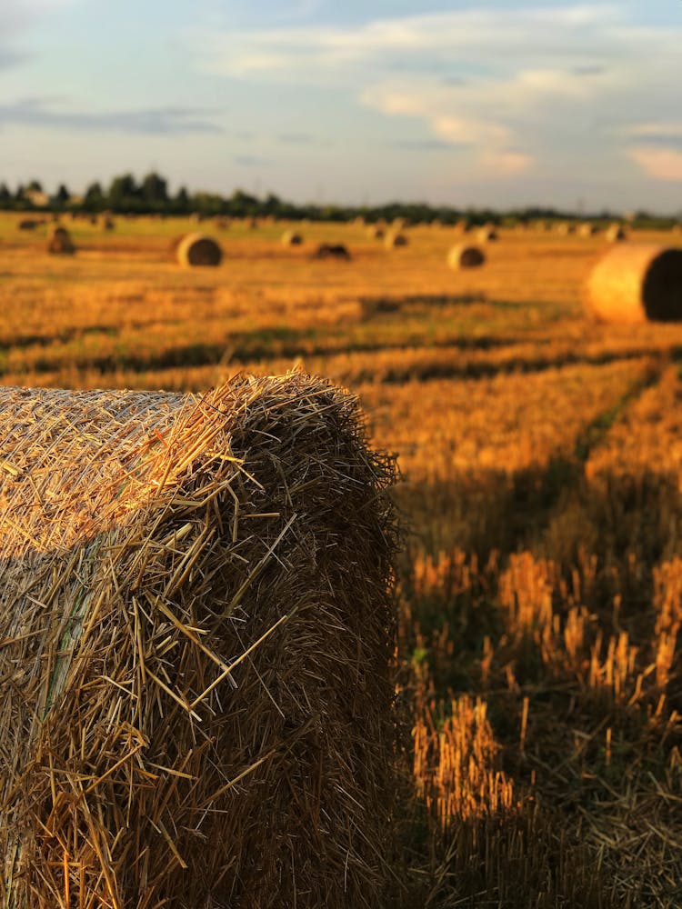 Hay Bales In The Farm Field