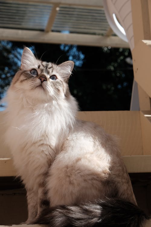無料 シベリア猫, ネコ, ペットの無料の写真素材 写真素材