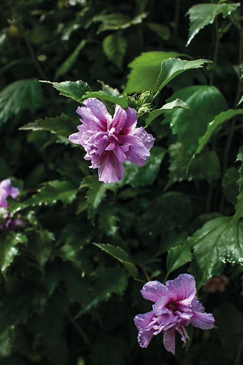 Foto stok gratis botani, bunga-bunga, hollyhock