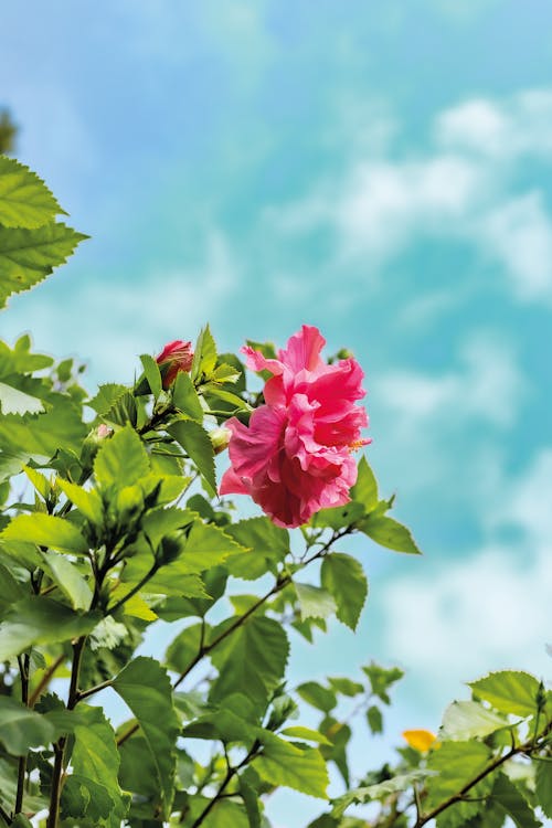 Foto stok gratis berwarna merah muda, bunga, Daun-daun