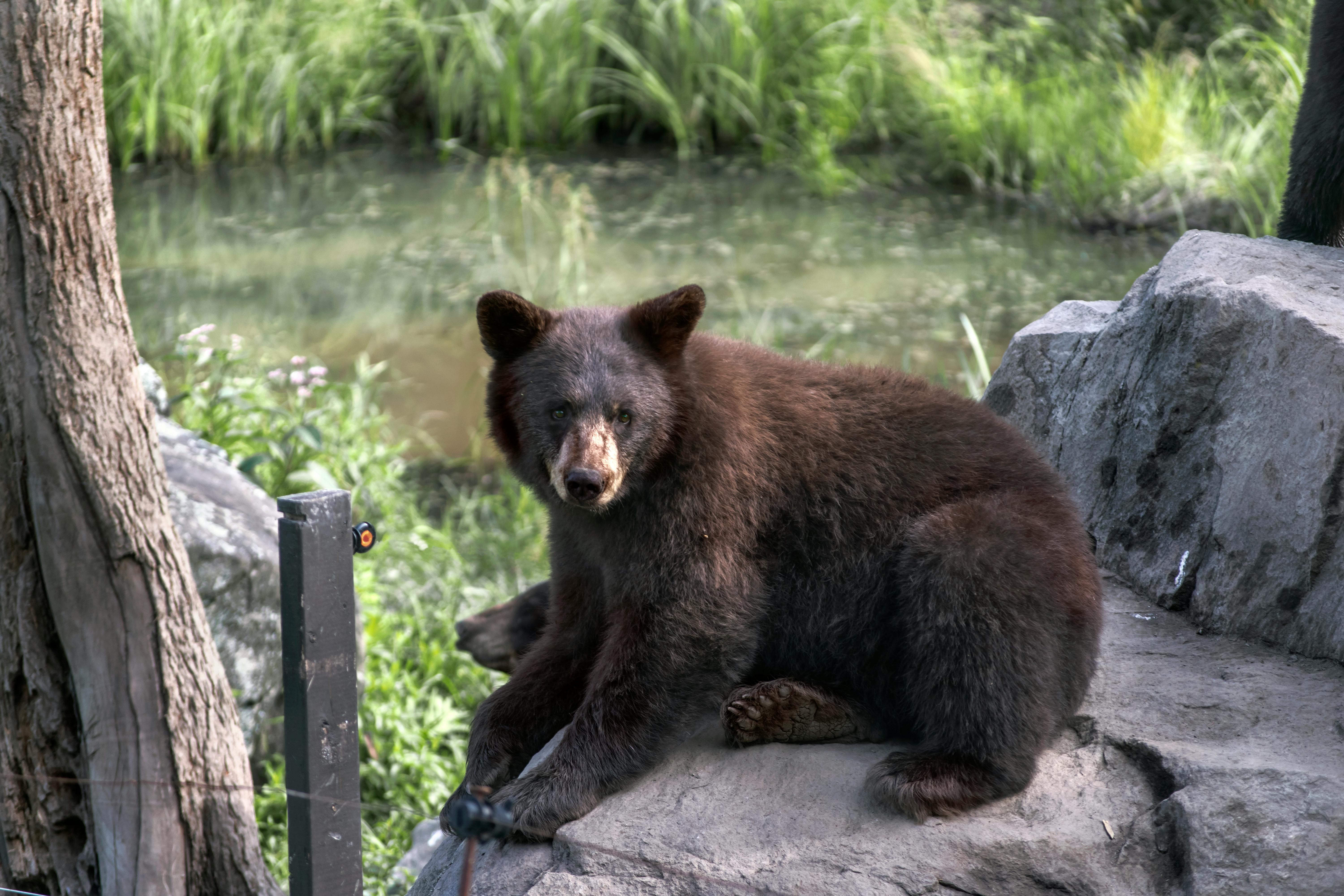 Free stock photo of animal, animal photography, animals