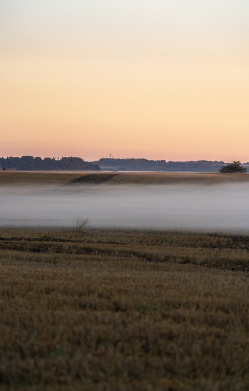 Fog over Field at Dusk