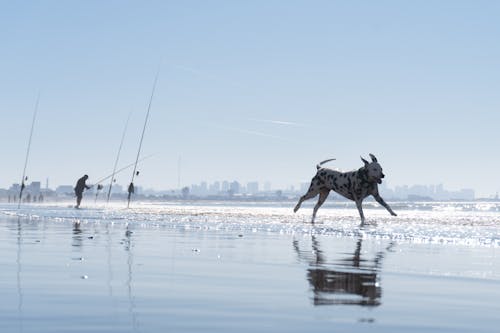 Free Dog Running on Seashore Stock Photo