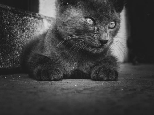 Free stock photo of cat Stock Photo