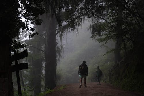 Backpackers Walking in the Forest on a Misty Day 