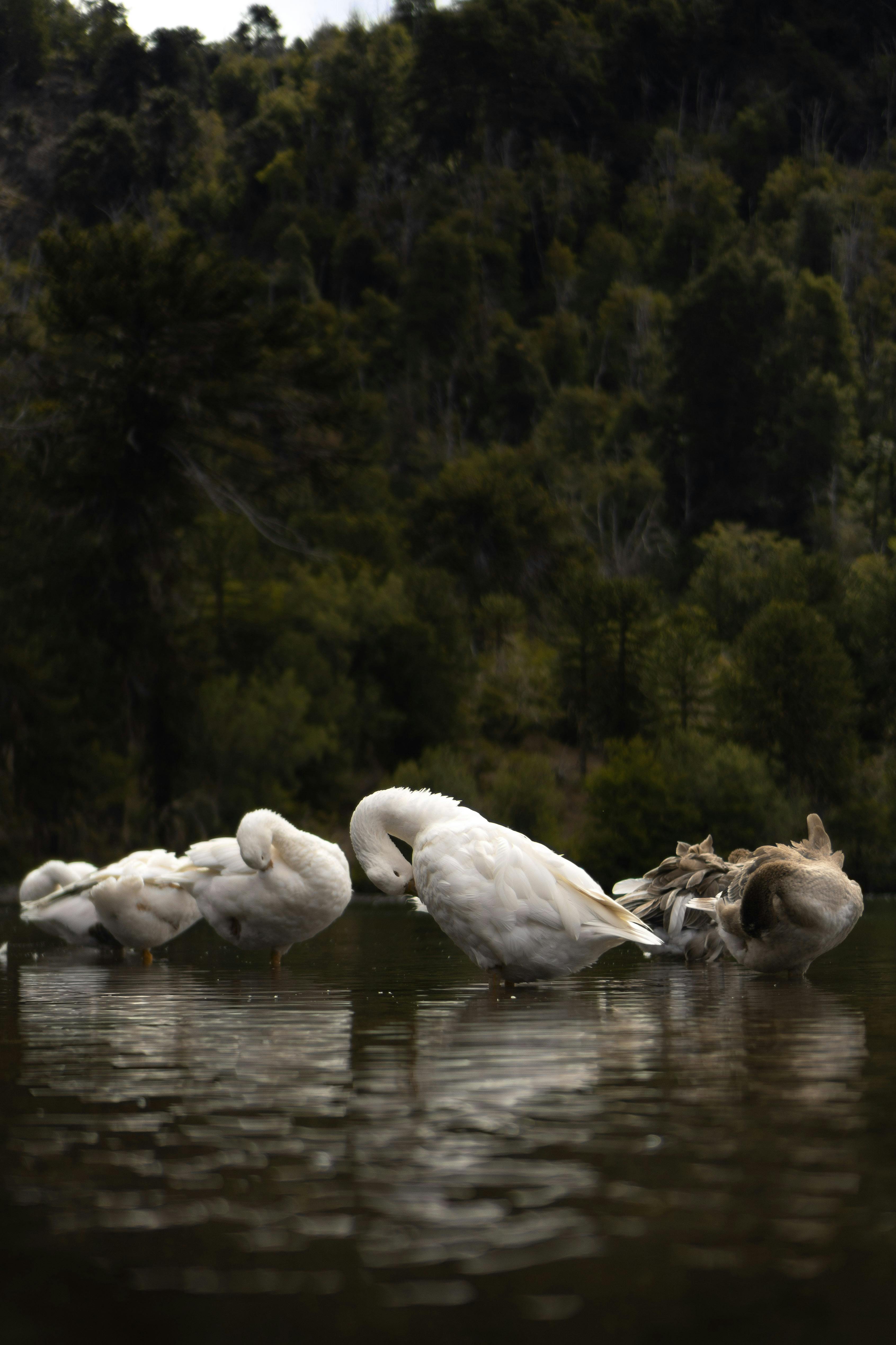 A peaceful scene of swans gracefully swimming in a tranquil lake surrounded by lush forest.