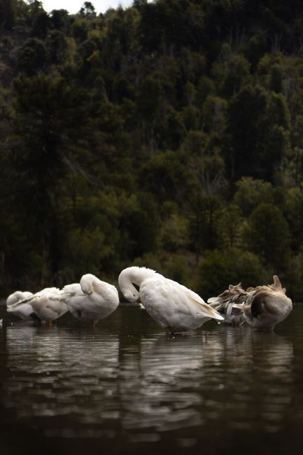 A peaceful scene of swans gracefully swimming in a tranquil lake surrounded by lush forest.