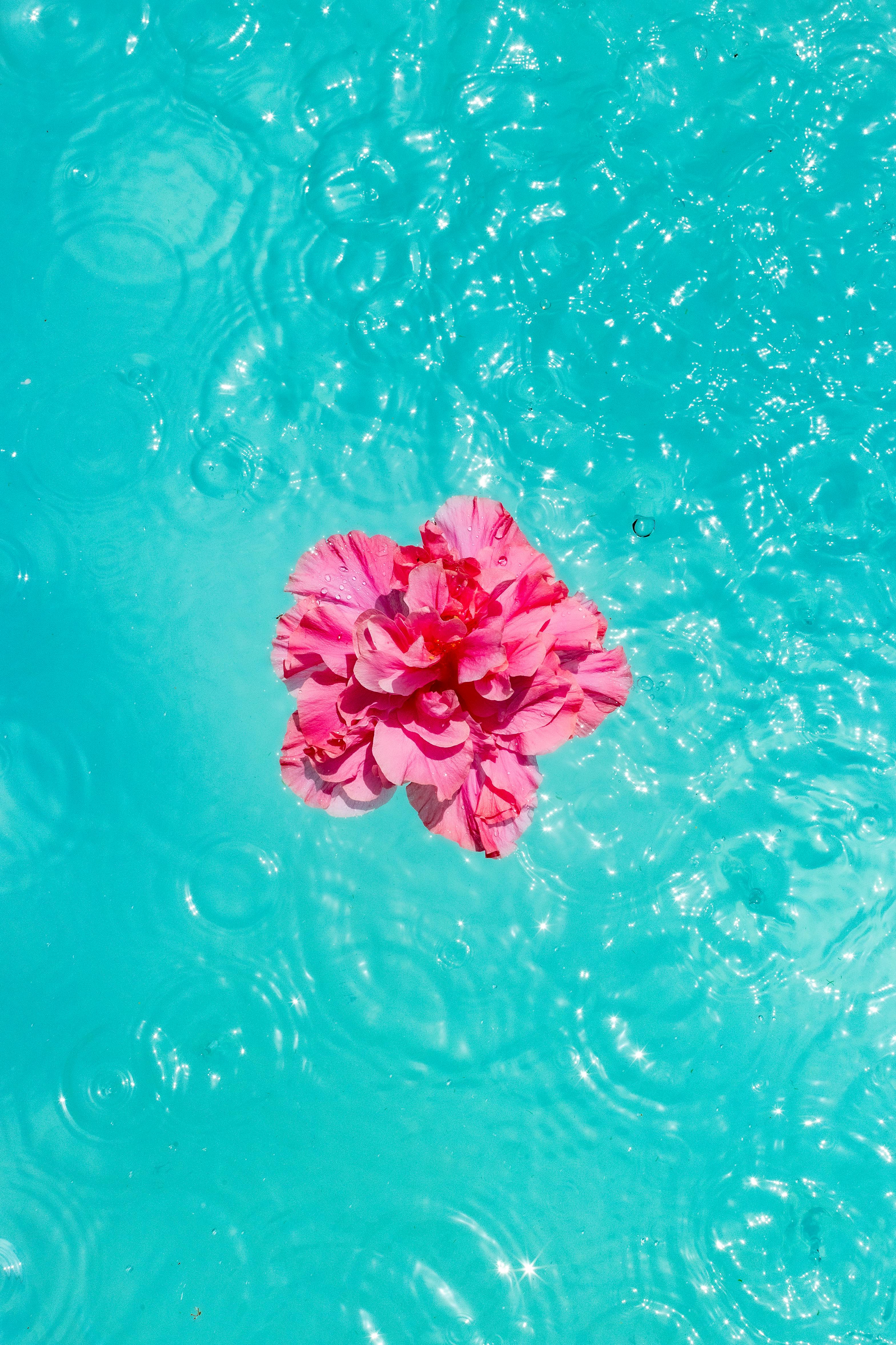 Vibrant pink flower in turquoise water evokes tranquility and color contrast.