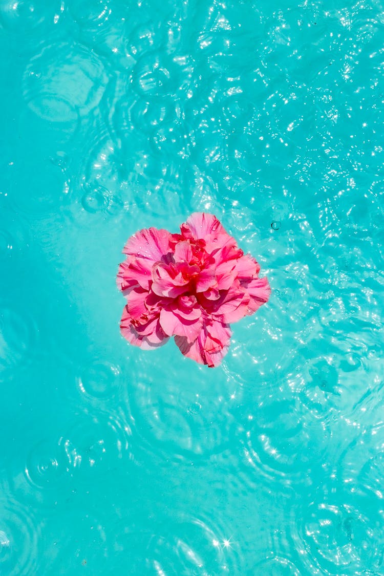 Pink Carnation Flower Head In A Swimming Pool