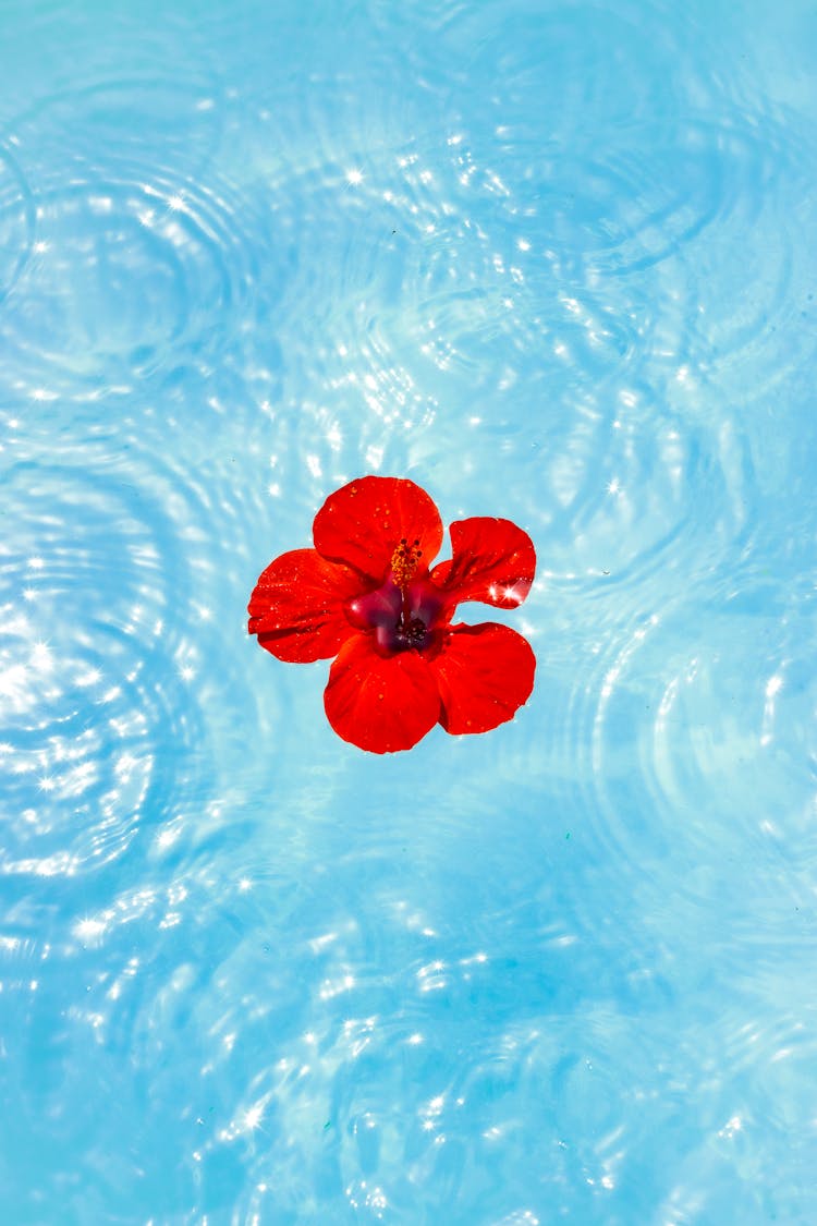 Red Hibiscus Flower Head In A Swimming Pool